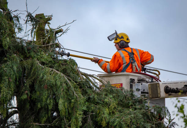 How Our Tree Care Process Works  in  La Mesa, CA
