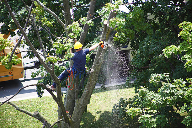 La Mesa, CA Tree Care Company